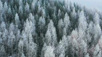 volo al di sopra di un' favoloso innevato foresta su il versante di il montagne video