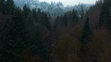 Flight over a fabulous snow-covered forest on the slopes of the mountains video