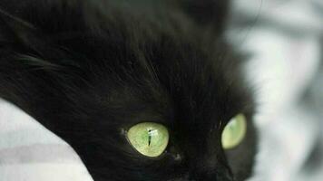 Black fluffy cat with green eyes lies wrapped in a blanket. Halloween symbol video