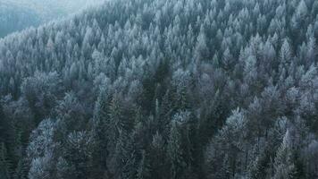 vuelo terminado un fabuloso cubierto de nieve bosque en el pendientes de el montañas video