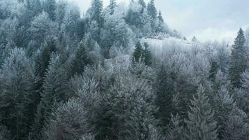 vuelo terminado un fabuloso cubierto de nieve bosque en el pendientes de el montañas video