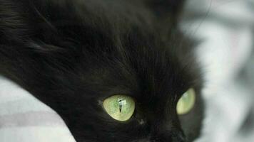 Black fluffy cat with green eyes lies wrapped in a blanket. Halloween symbol video