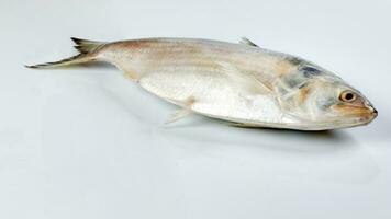 Tenualosa ilisha  hilsa herring terbuk fish on white background photo