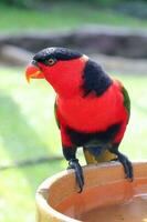 Red Black Colorful Parrot Parakeet photo