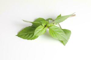 Green Thai Basil photo