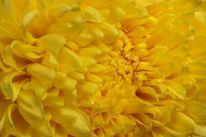 Large yellow chrysanthemum mum flower closeup macro photo