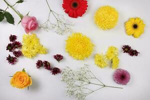 Daisy chrysanthemum mum rose baby breath flower red yellow pink purple violet on white background border frame bouquet copy text space photo