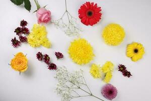 Daisy chrysanthemum mum rose baby breath flower red yellow pink purple violet on white background border frame bouquet copy text space photo