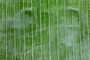 Green Banana Leaf texture background photo