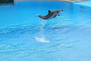 OCEAN PARK, HONG KONG-FEBRUARY 17, 2018 - One of the key attraction of Hong Kong Ocean Park is the amazing sea lion and dolphin show. Wowing both adults and children. photo