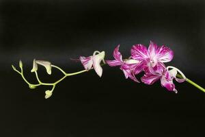 Colorful Orchid Flower photo