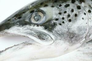 cortar limpiado salmón trucha pescado cabeza medio foto