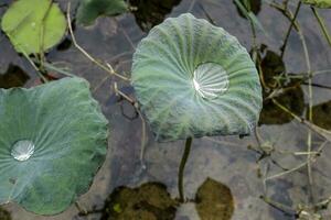 Water on green lotus leaf photo