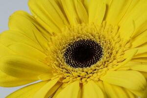Yellow daisy flower on macro closeup on white background photo