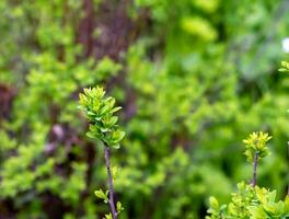 Young spring leaves of Ferghana meadowsweet, an ornamental shrub in a spring garden. Fresh leaves of decorative spirea. photo