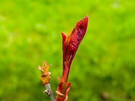 un joven disparar de un Rosa rama en primavera con brotes en un borroso verde antecedentes. foto