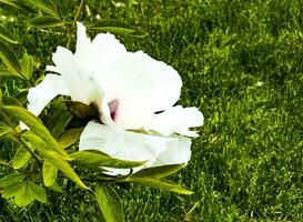 Flowers of the dwarf peony. Blooming tree peony. Close-up. Rocky peony. Floral natural background. photo