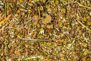 Background of dried chamomile flowers. The Latin name is Matricaria Chamomilla. Medicinal herb. photo