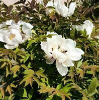 Flowers of the dwarf peony. Blooming tree peony. Close-up. Rocky peony. Floral natural background. photo