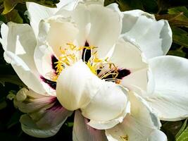 Flowers of the dwarf peony. Blooming tree peony. Close-up. Rocky peony. Floral natural background. photo