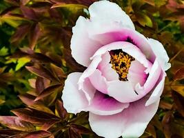 Flowers of the dwarf peony. Blooming tree peony. Close-up. Rocky peony. Floral natural background. photo