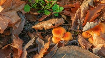 Forest mushrooms with yellow caps among the fallen autumn leaves in the forest. photo