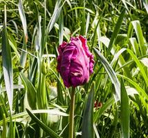 oscuro púrpura tulipanes de el loro Príncipe variedad en el primavera parque son sólo comenzando a floración foto