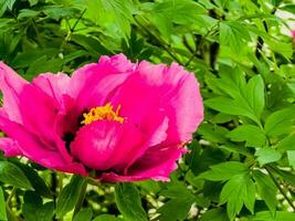 Flowers of the dwarf peony. Blooming tree peony. Close-up. Rocky peony. Floral natural background. photo