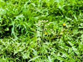 Green white flower weed grass shepherds purse or Capsella bursa pastoris as background image photo