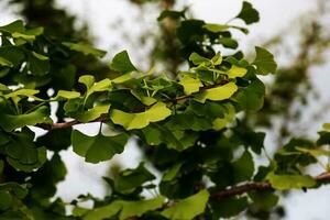 Fresh bright green leaves of ginkgo biloba. Natural leaf texture background. Branches of a ginkgo tree in Nitra in Slovakia. Latin name Ginkgo biloba L. photo