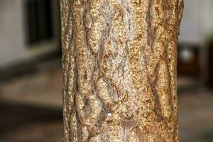 gingko biloba árbol ladrar. árbol ladrar antecedentes foto