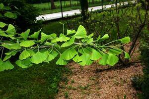 Fresh bright green leaves of ginkgo biloba. Natural leaf texture background. Branches of a ginkgo tree in Nitra in Slovakia. Latin name Ginkgo biloba L. photo