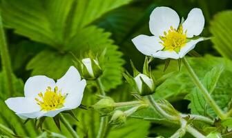 White flowers of wild strawberry in green grass. Latin name Fragaria L. photo