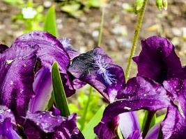 Pygmy iris or dwarf iris Pumila Hybrida Caerulea blooming with single purple blooms. Iris pumila. Wild flowers on the flowerbed in spring. photo