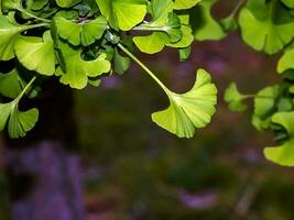 Fresh bright green leaves of ginkgo biloba. Natural leaf texture background. Branches of a ginkgo tree in Nitra in Slovakia. Latin name Ginkgo biloba L. photo