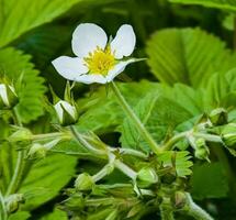 White flowers of wild strawberry in green grass. Latin name Fragaria L. photo