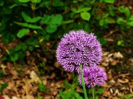 Bright lilac blooming aflatuni onion Latin name Allium aflatunense photo