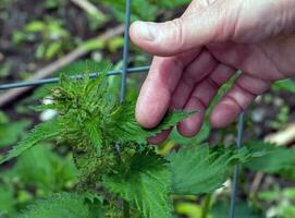 The herbalist collects fresh green nettles. A woman's hand holds a nettle leaf in spring. The Latin name for nettle is URTICA DIOICA L. photo