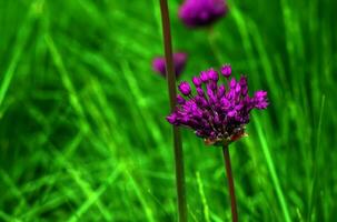 floreciente púrpura ornamental cebolla allium holandés, púrpura sensación en contra el verde césped antecedentes foto