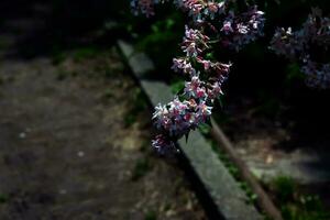 Kolkwitzia amabilis rosado cierne belleza arbusto, cerca arriba. Linnea amabilis Rosa flores en jardín, de cerca. ligero rosado floración planta en parque. foto