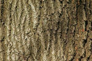 Oak bark close-up. The texture of the trunk of the Quercus petraea oak or Georgian oak. Background from living wood. Skin of the forest nature. photo