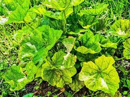 A bush of common mallow on a windy May day. The mallow has not released flower buds yet. photo