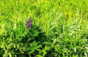 Purple lupine flowers, Lupinus arcticus, in a green field, under warm spring sunlight. photo