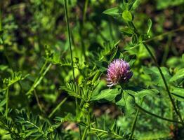 Trifolium pratense, red clover. Collect valuable flowers fn the meadow in the summer. Medicinal and honey-bearing plant, fodder and in folk medicine medically sculpted wild herbs. photo