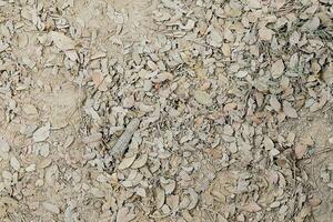 The sandy ground was full of dry leaves photo