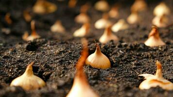 Close-up Onion sets for Planting in fresh dark soil. Early spring preparations for garden season. The process of sowing onion seeds in open ground. How to Grow Onions. Onion bulbs. Selective focus. photo