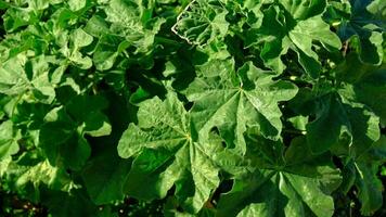 Green leaves Pelargonium hortorum, Zonal. Rough round leaves with strong aroma of geranium. Pelargonium is genus of flowering plant, perennials, succulents and shrubs, known as storksbill or geranium photo