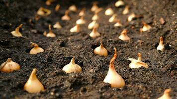 Close-up Onion sets for Planting in fresh dark soil. Early spring preparations for garden season. The process of sowing onion seeds in open ground. How to Grow Onions. Onion bulbs. Selective focus. photo