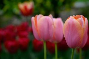 Flowers in the garden photo