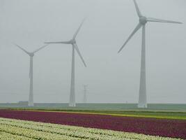 urk village in the netherlands photo